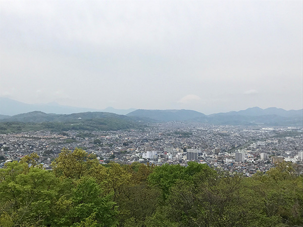 秦野の新緑