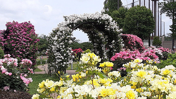 カルチャーパークのバラ園