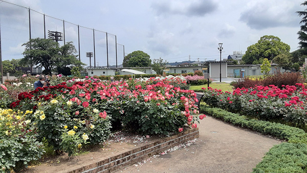 カルチャーパークのバラ園