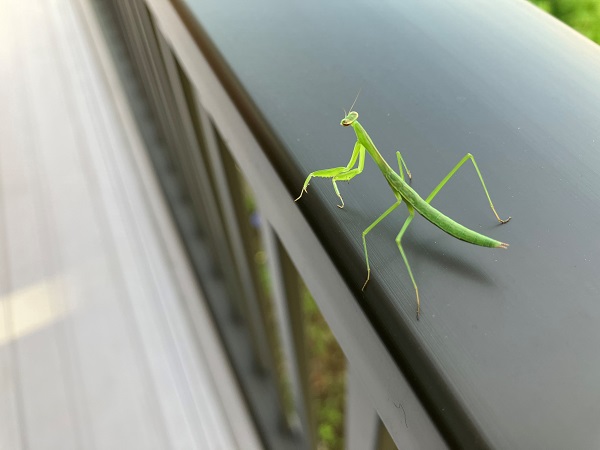 小さなカマキリ